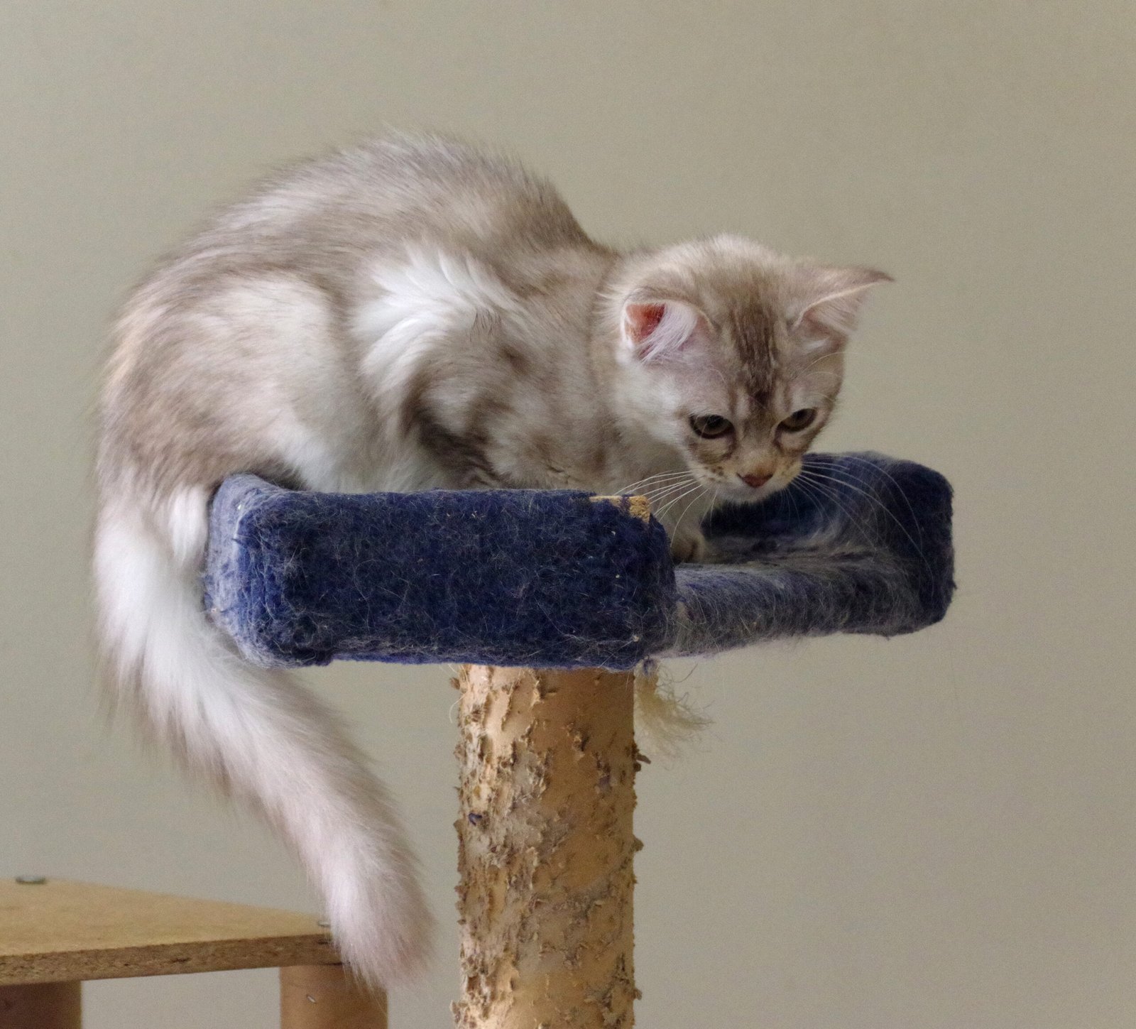 Retreating to Elevated Spaces (image credits: wikimedia)