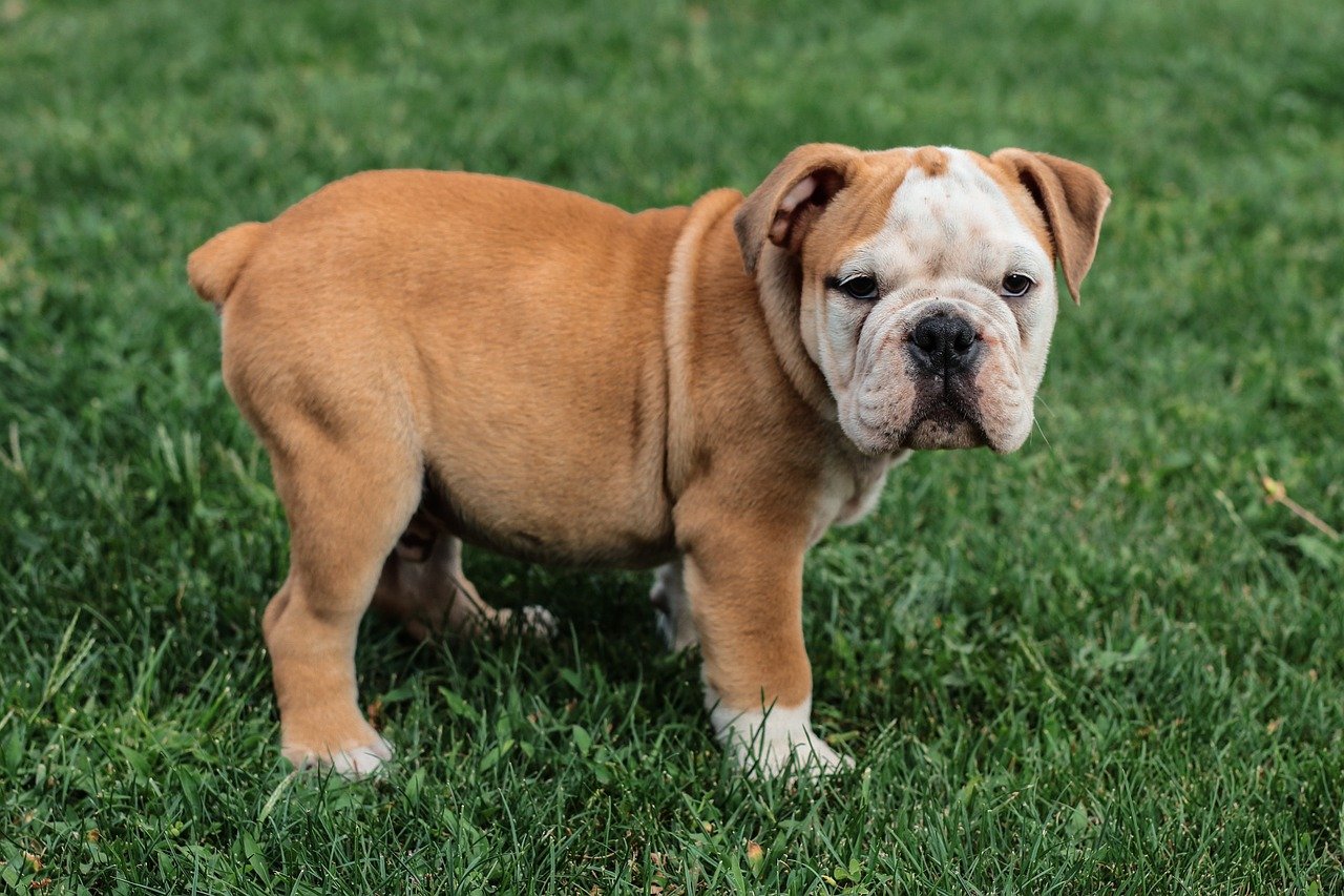English Bulldog: The Zen Master (image credits: pixabay)