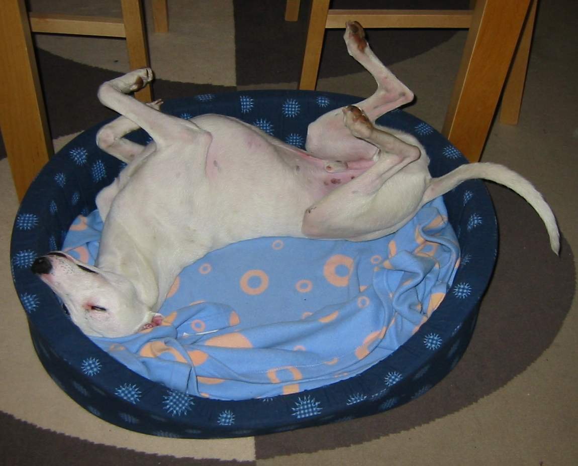 Whippet: The Quiet Companion (image credits: wikimedia)