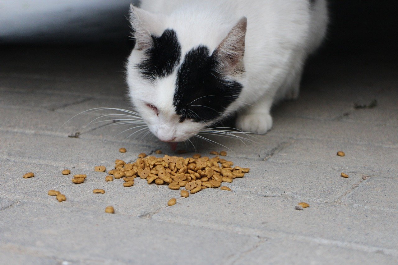 Healthy Appetite and Curious Sniffing (image credits: pixabay)