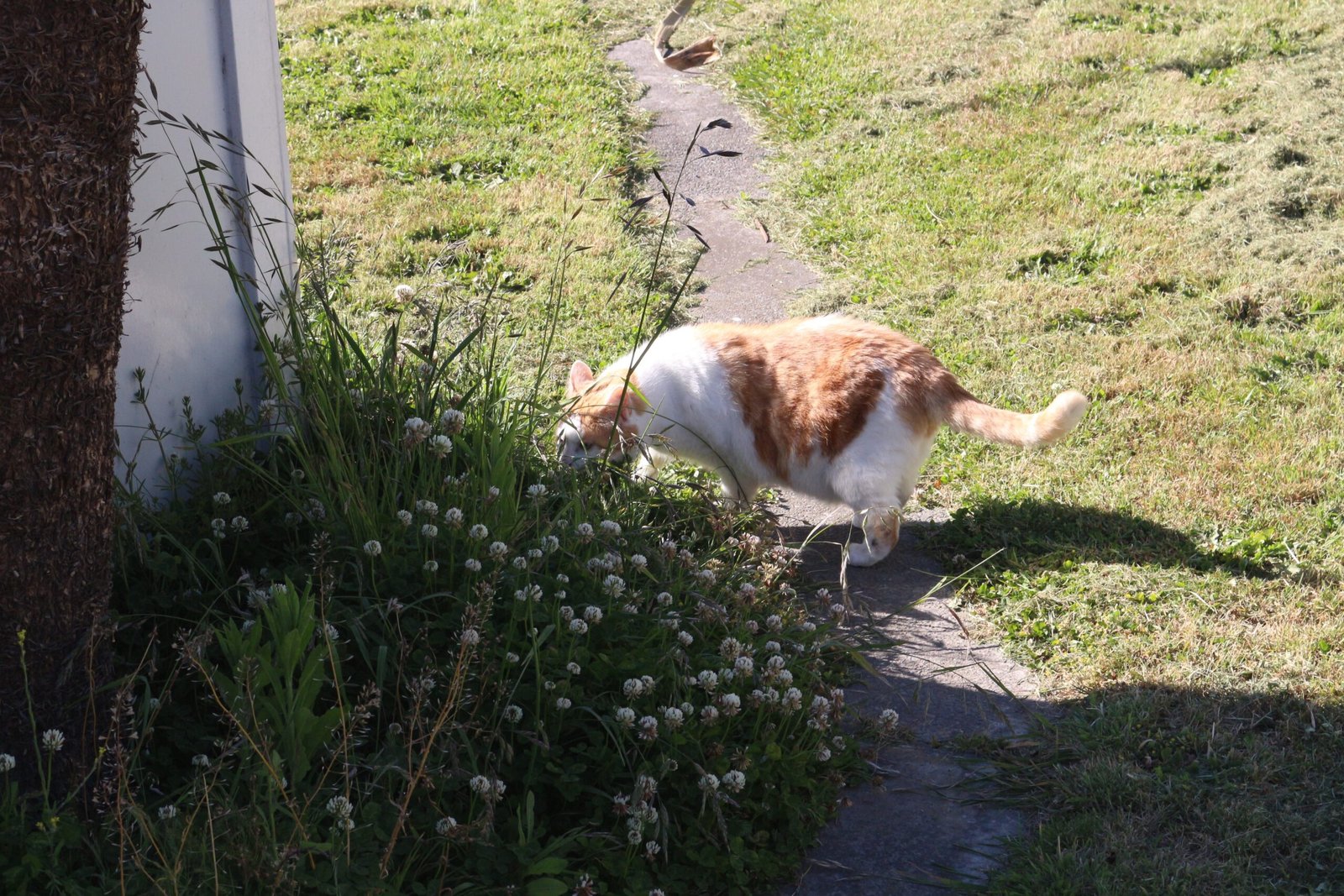 Curiosity and Interest in Surroundings (image credits: wikimedia)