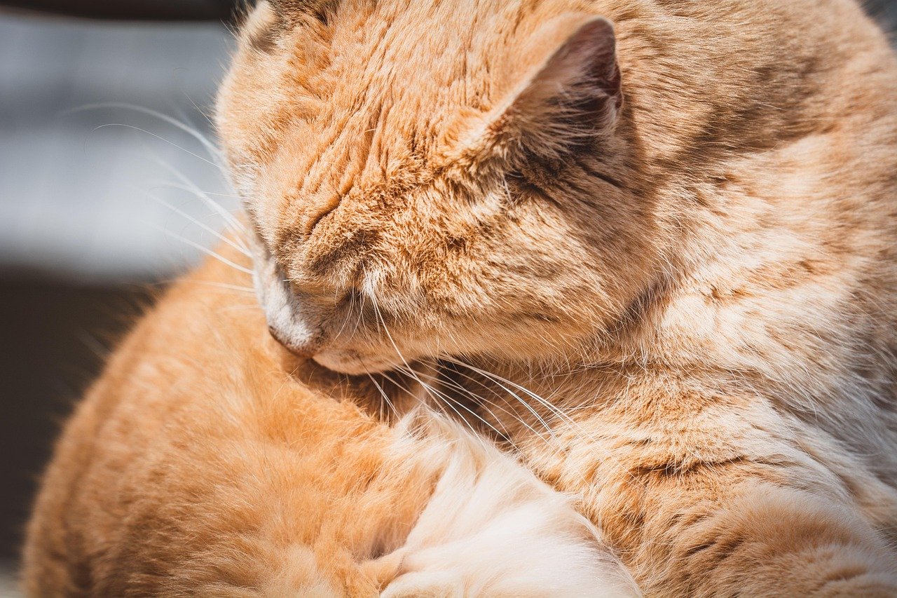 Neglecting Grooming or Excessive Grooming (image credits: pixabay)