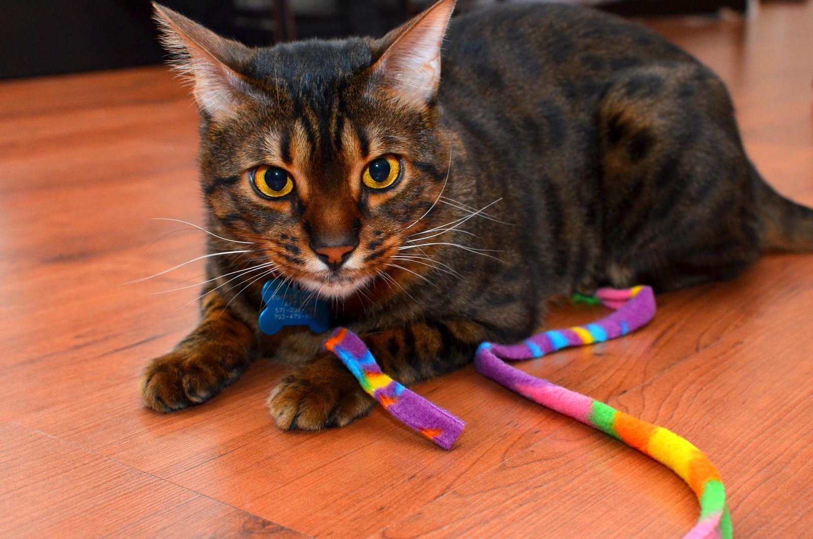 Engage Their Minds with Enrichment Activities (image credits: wikimedia)