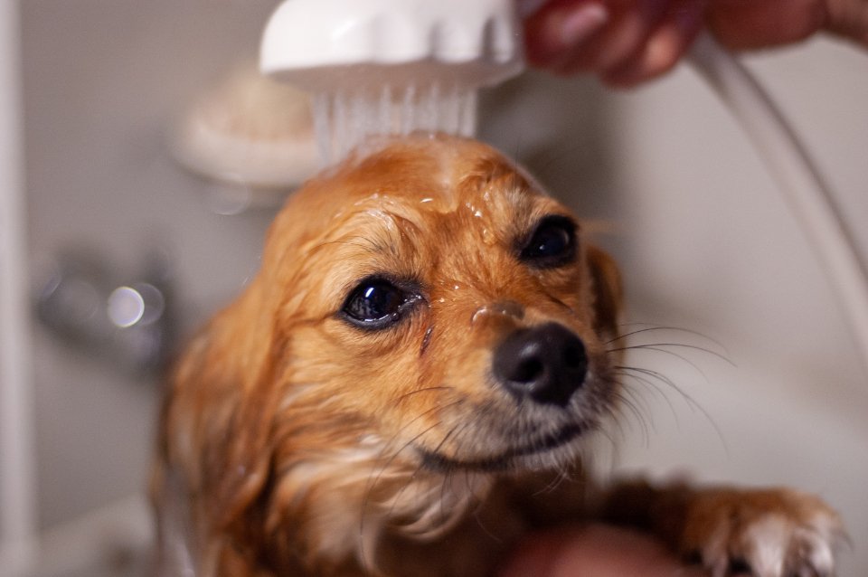 Grooming and Maintenance Considerations (image credits: stocksnap)