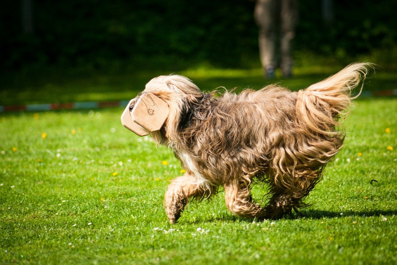 Bringing a Favorite Toy as a Peace Offering (image credits: pixabay)