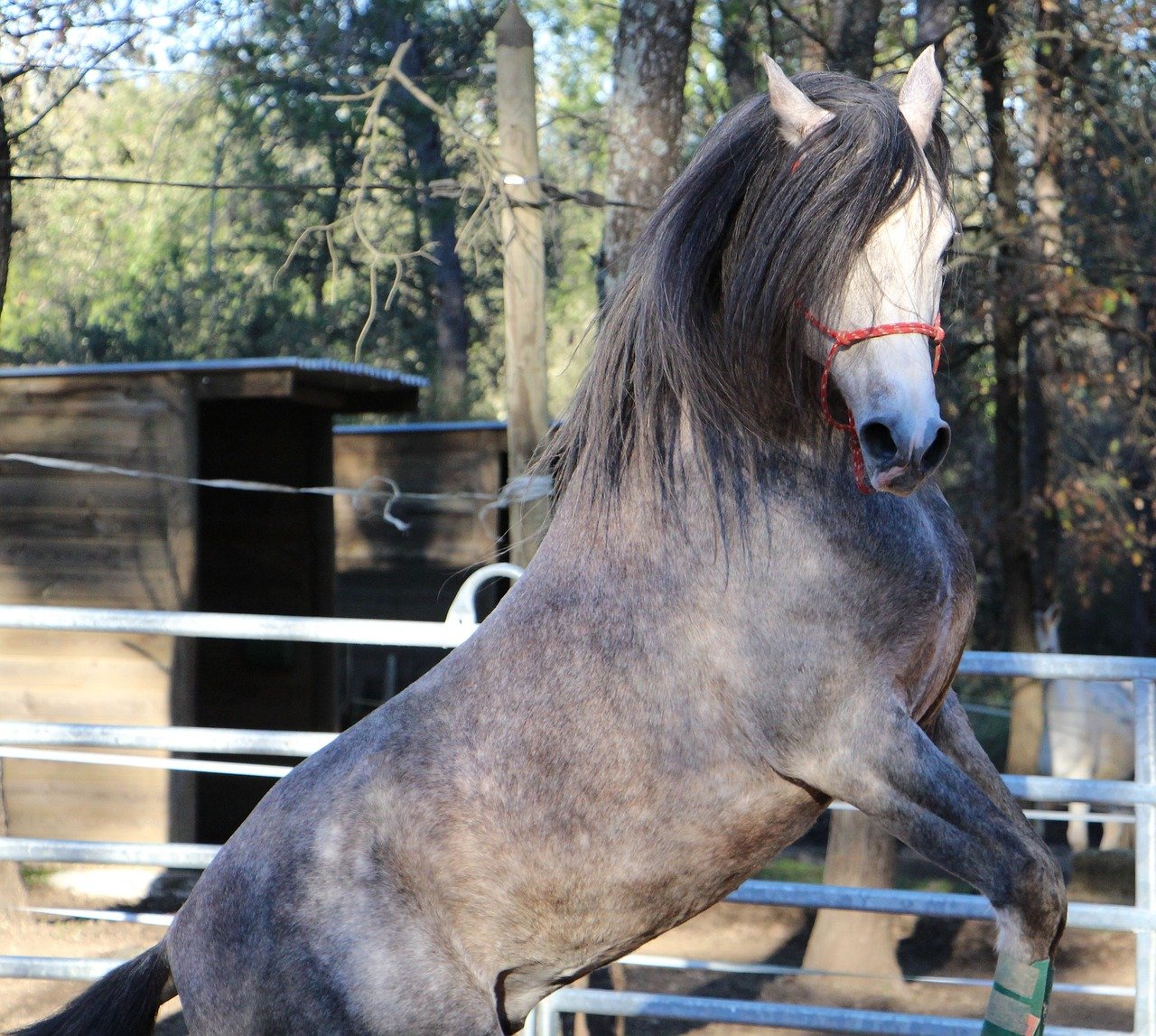 Excitable Prancing (image credits: pixabay)