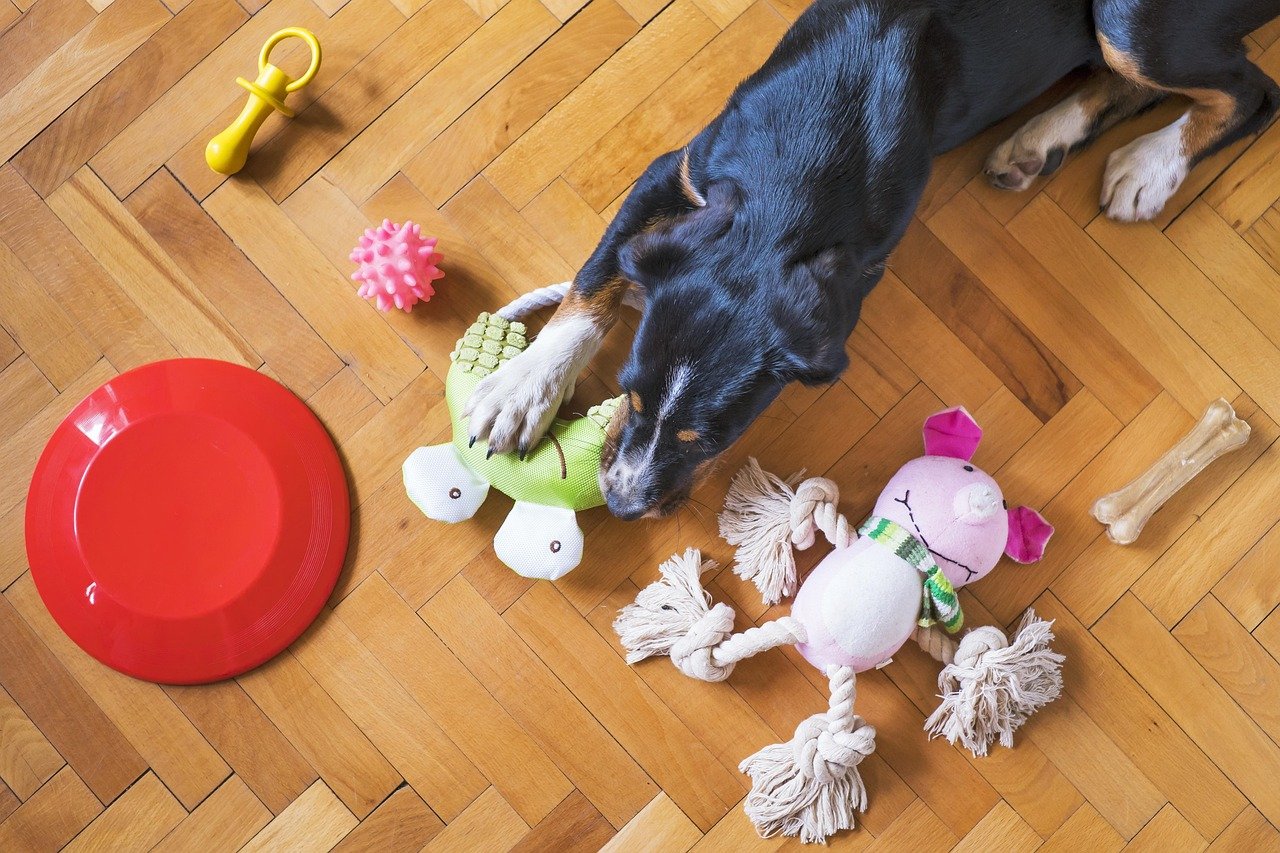 Rotate Favorite Toys for Fresh Excitement (image credits: pixabay)