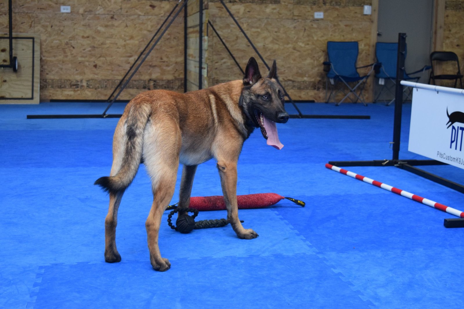Schedule Short Training Sessions Throughout the Day (image credits: wikimedia)