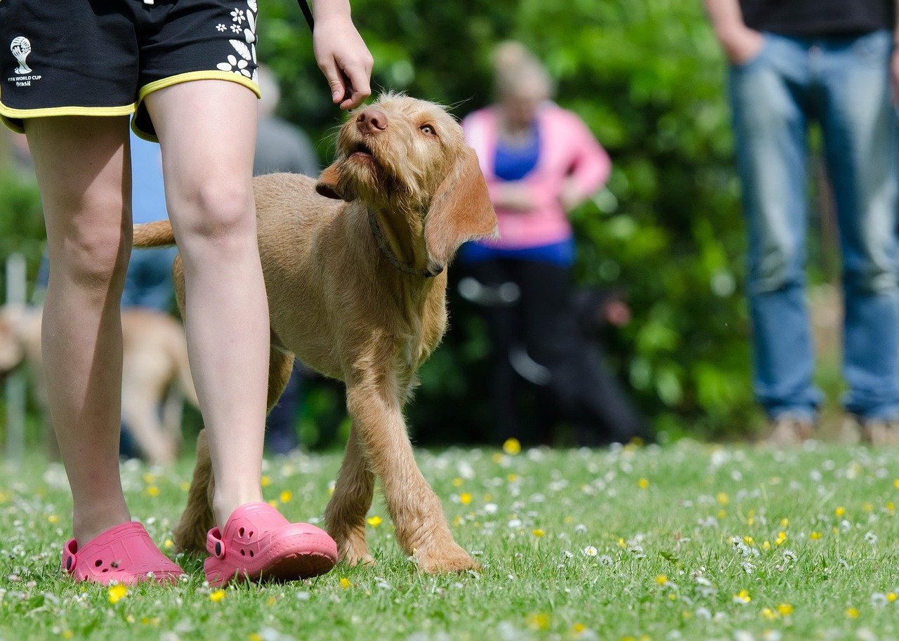 Let Your Dog “Work” for Attention (image credits: pixabay)