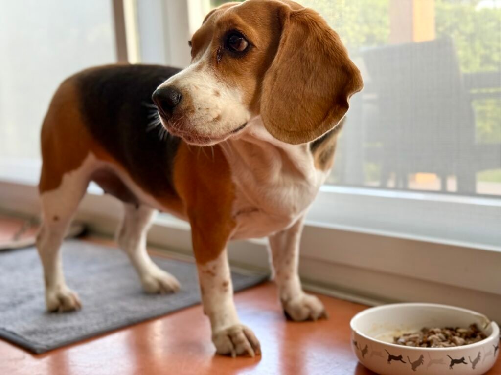 Feeding Table Scraps: A Recipe for Trouble