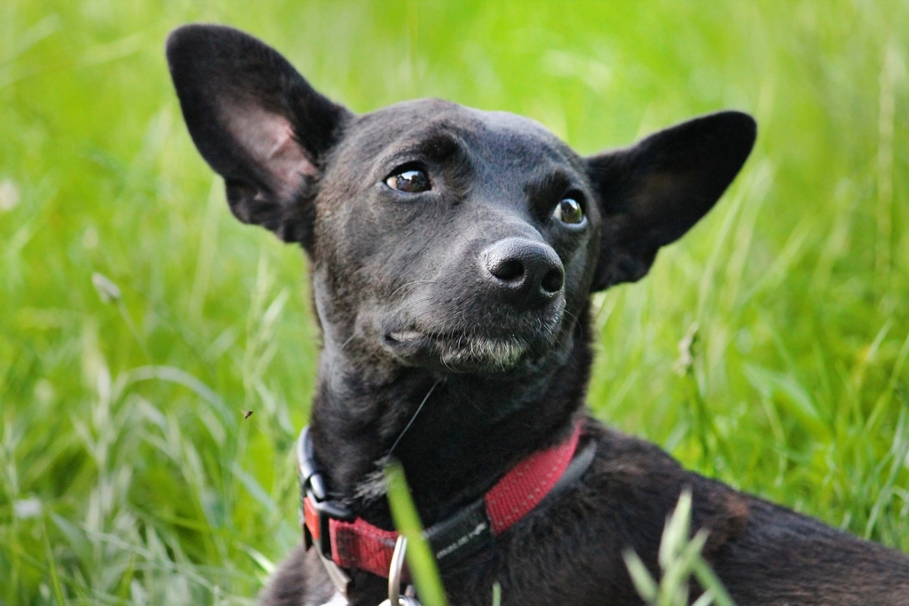 Skipping Heartworm Prevention: A Deadly Gamble (image credits: rawpixel)