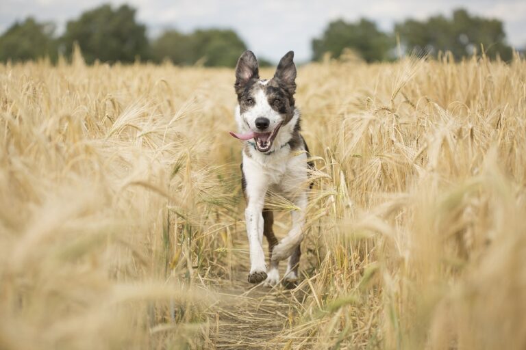 14 Ways Your Dog Shows They’d Follow You Anywhere