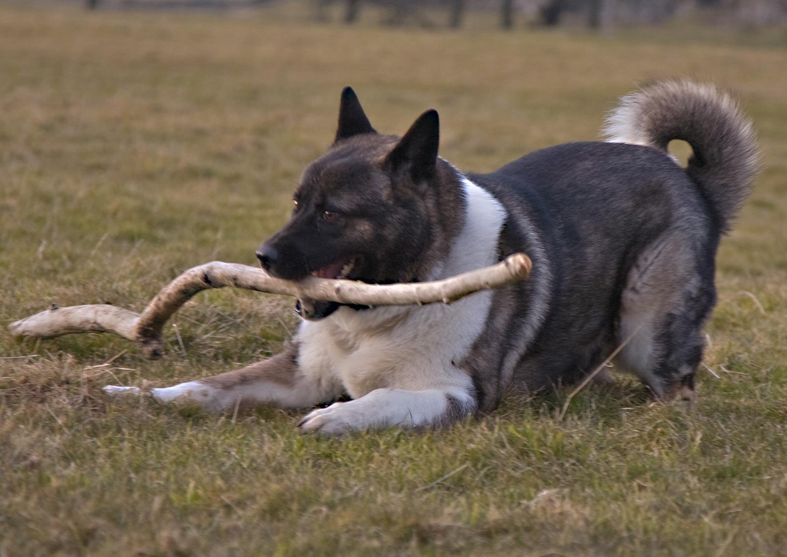 Dignified Yet Playful Spirits (image credits: wikimedia)