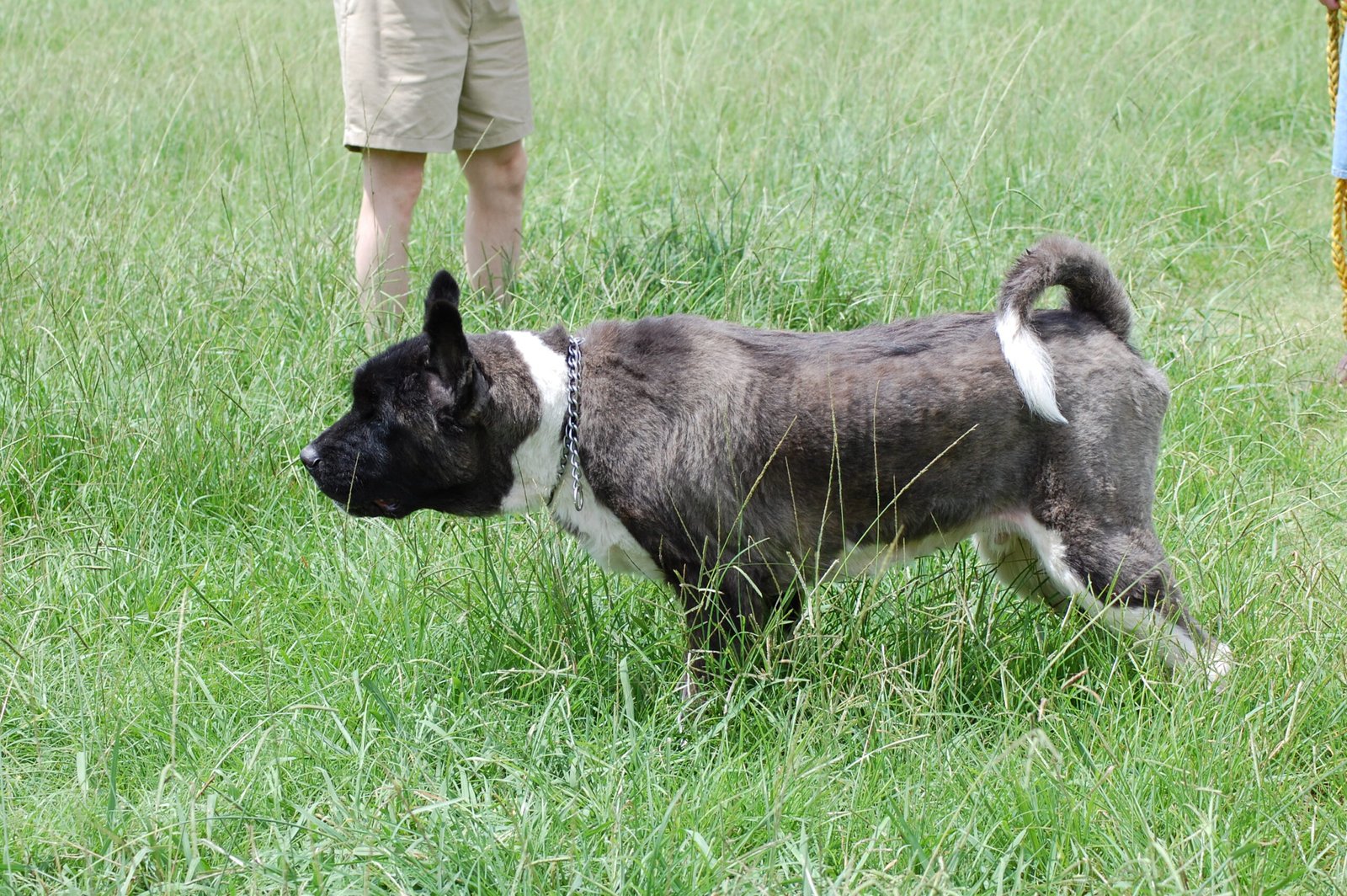 Requires Purposeful Training (image credits: wikimedia)