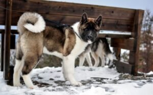 12 Undeniable Reasons the American Akita Deserves More Recognition (And Why They Might Not Be For Everyone)