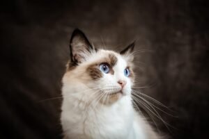How To Take Care of a Ragdoll Cat to Keep it Healthy and Happy