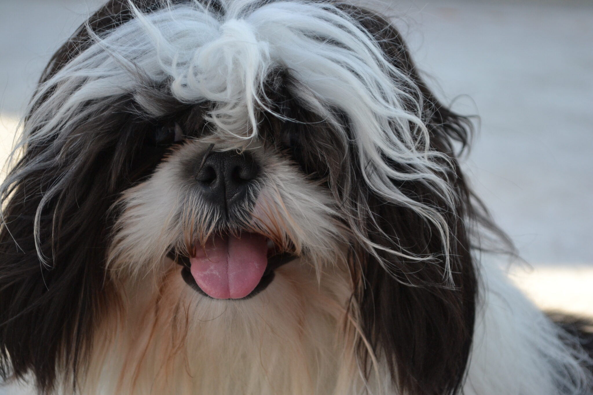 Photo inspiration: Fresh Look at 10 Care Tips To Make Your Shih Tzu Live A