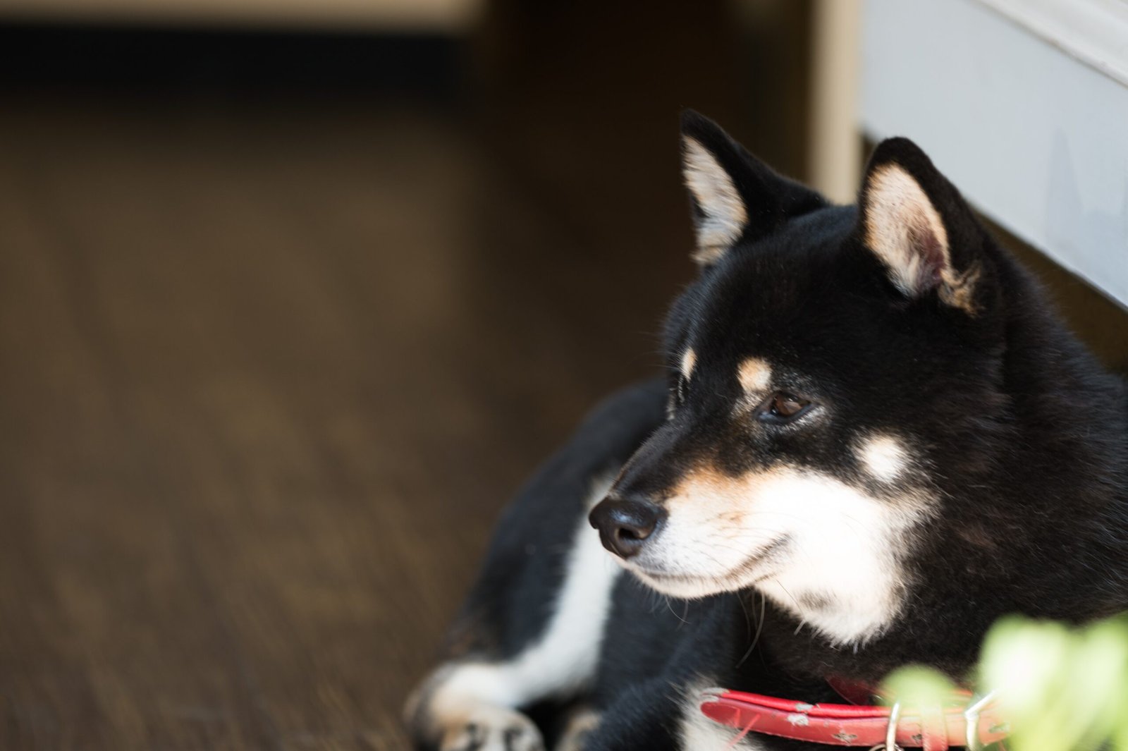 They Show Signs of Separation Anxiety (image credits: wikimedia)