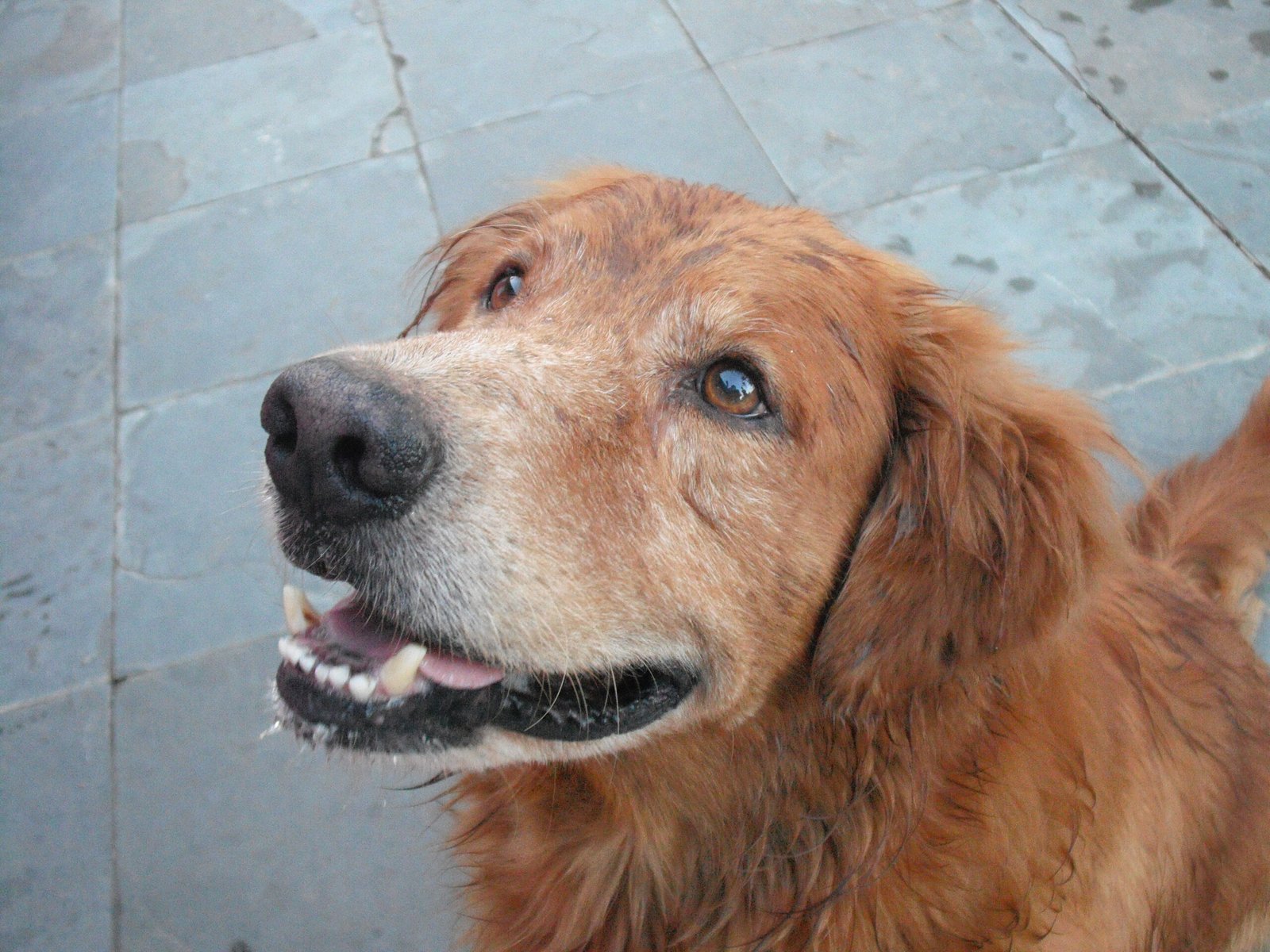 12 Signs That Prove Your Dog is Secretly Obsessed With You