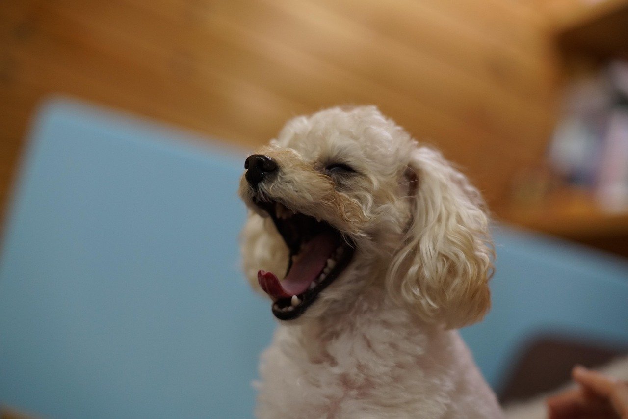 Yawning, Lip Licking, and Other Calming Signals (image credits: pixabay)