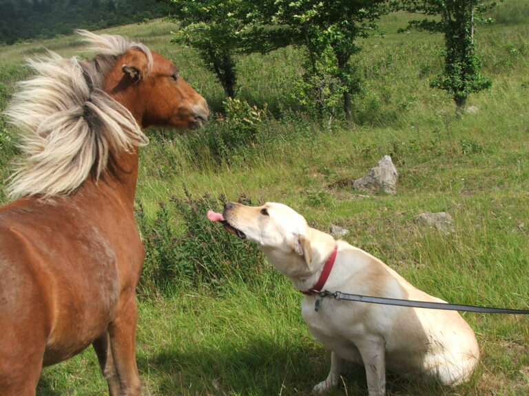 12 Dog Breeds That Make Great Companions For Horses
