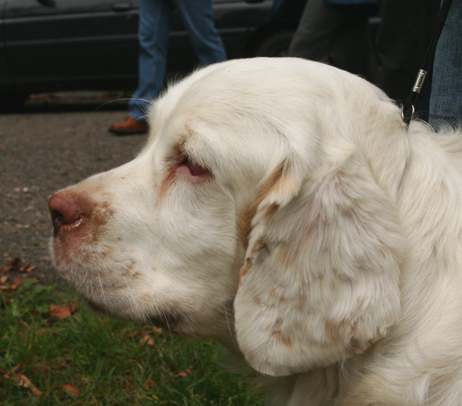 Clumber Spaniel (image credits: wikimedia)