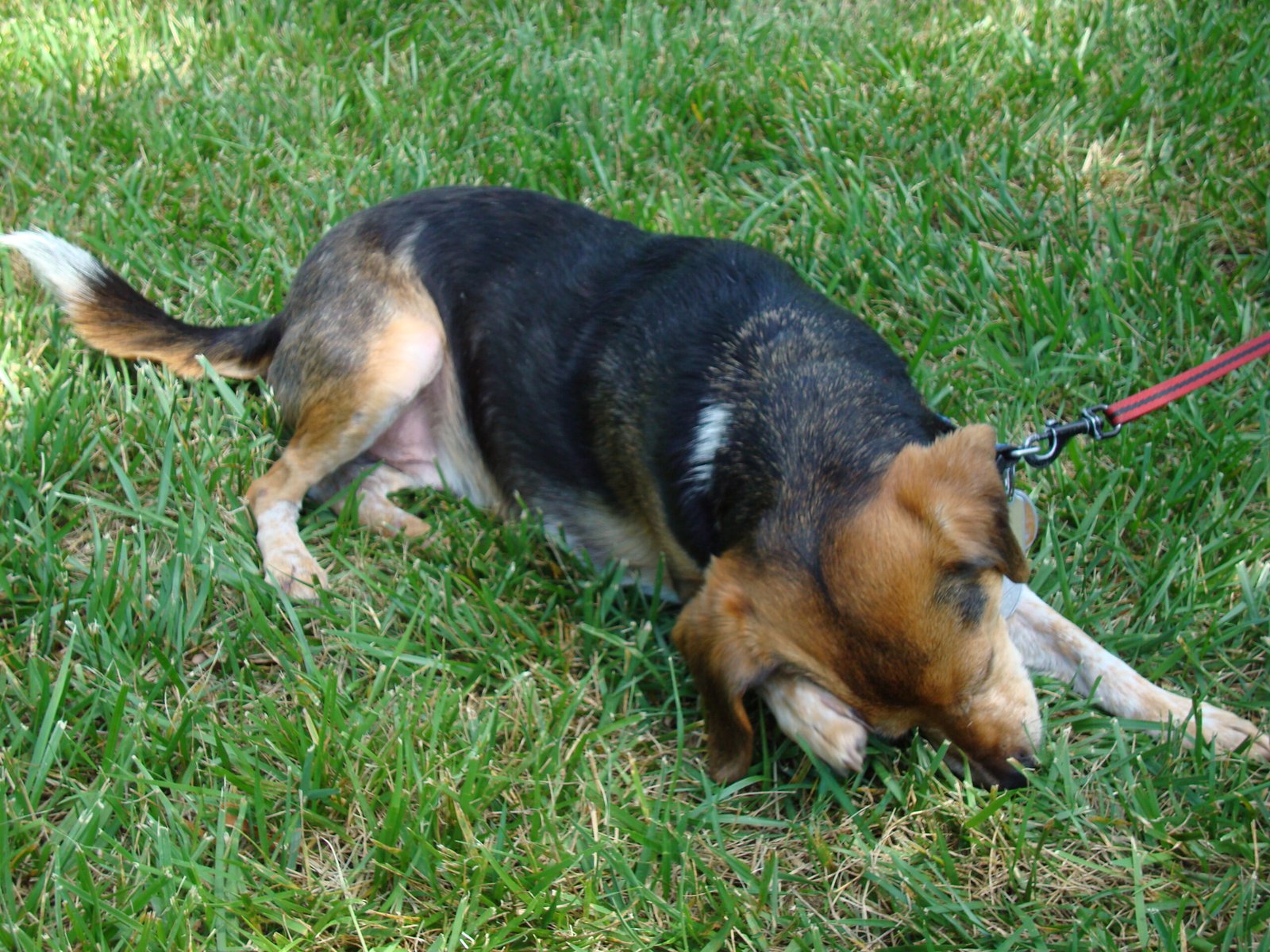 17. Constant Scratching with No Fleas (image credits: wikimedia)