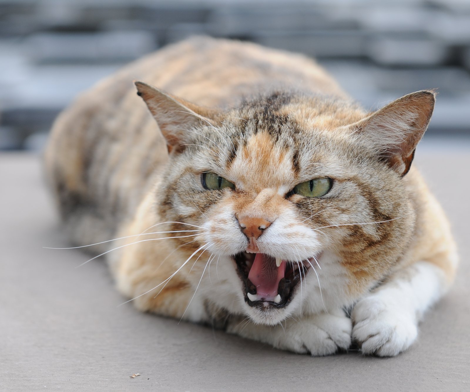 Recognize the Signs of Territorial Aggression (image credits: wikimedia)