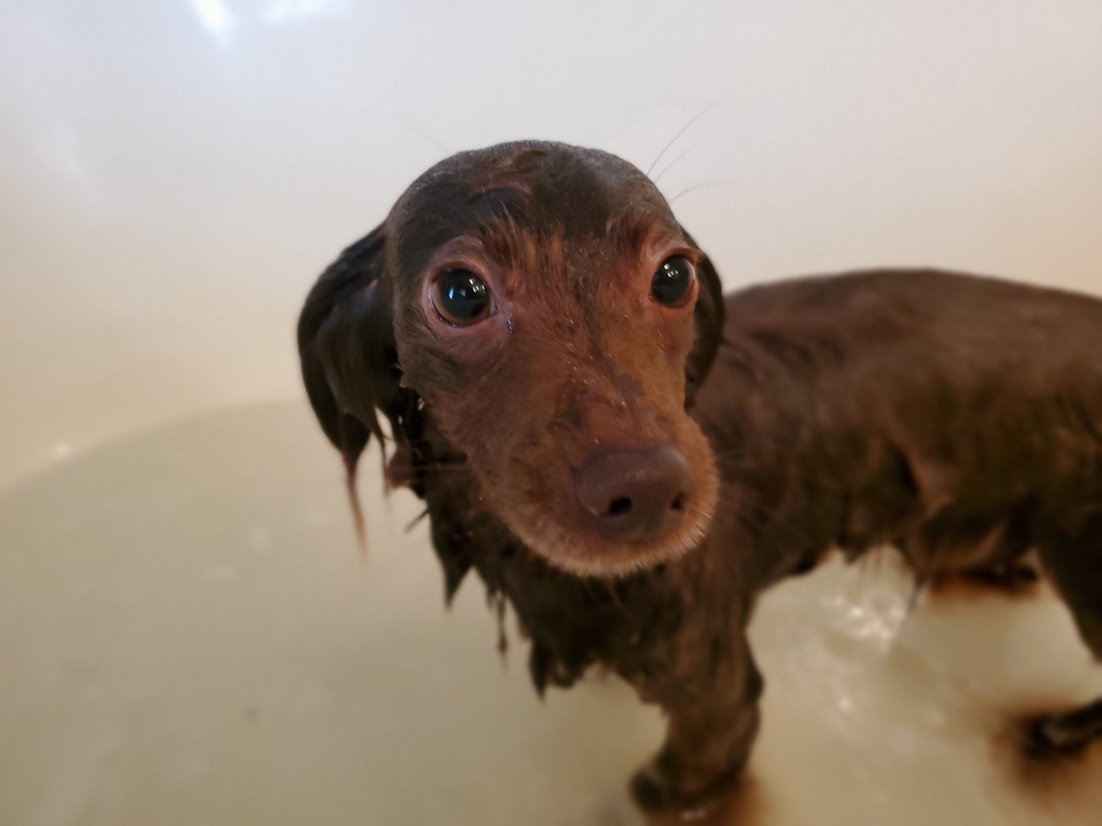 Make Treats and Toys Your Best Friends (image credits: wikimedia)