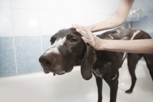 How to Prevent Your Dog's Bath Time Turning Into a Wrestling Match