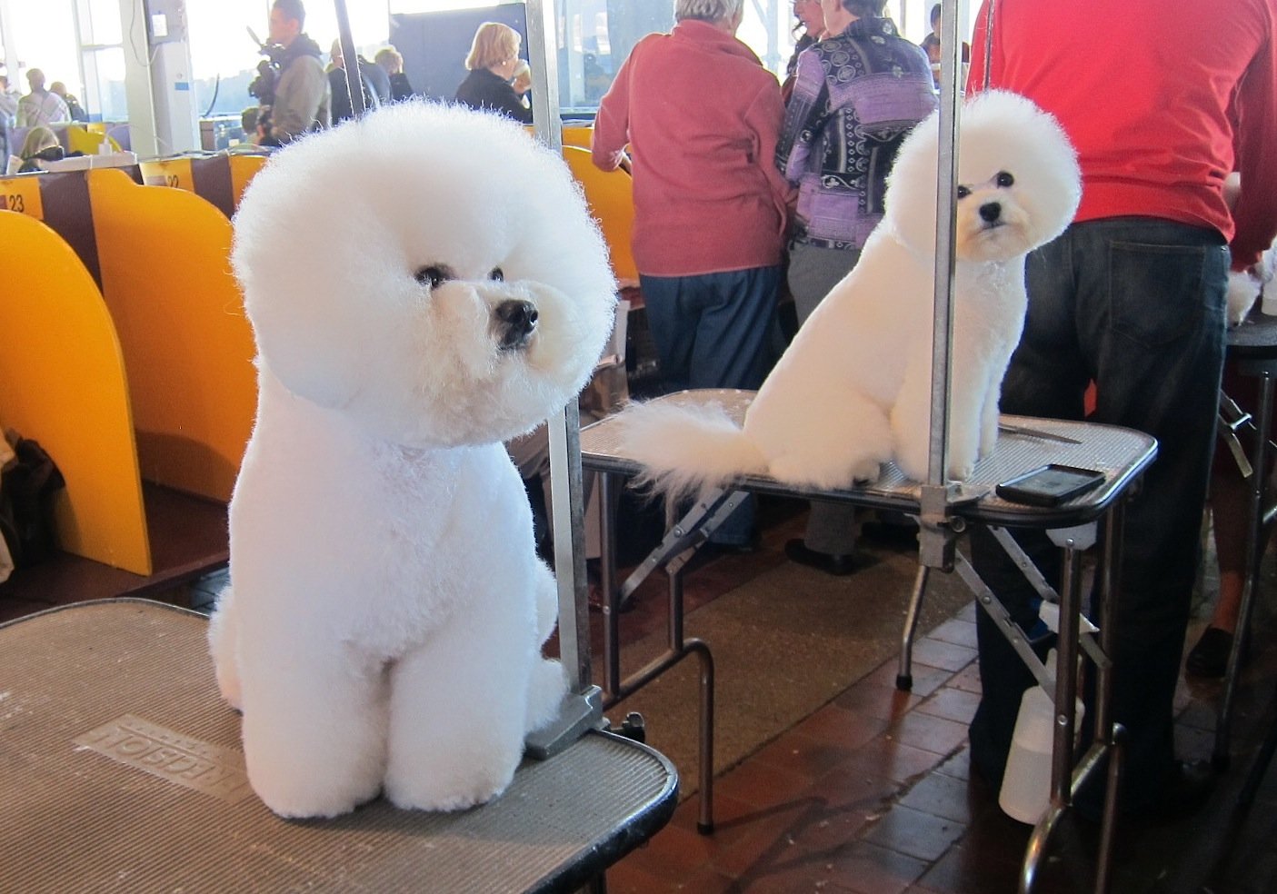 Bichon Frise: The Playful Cloud (image credits: wikimedia)