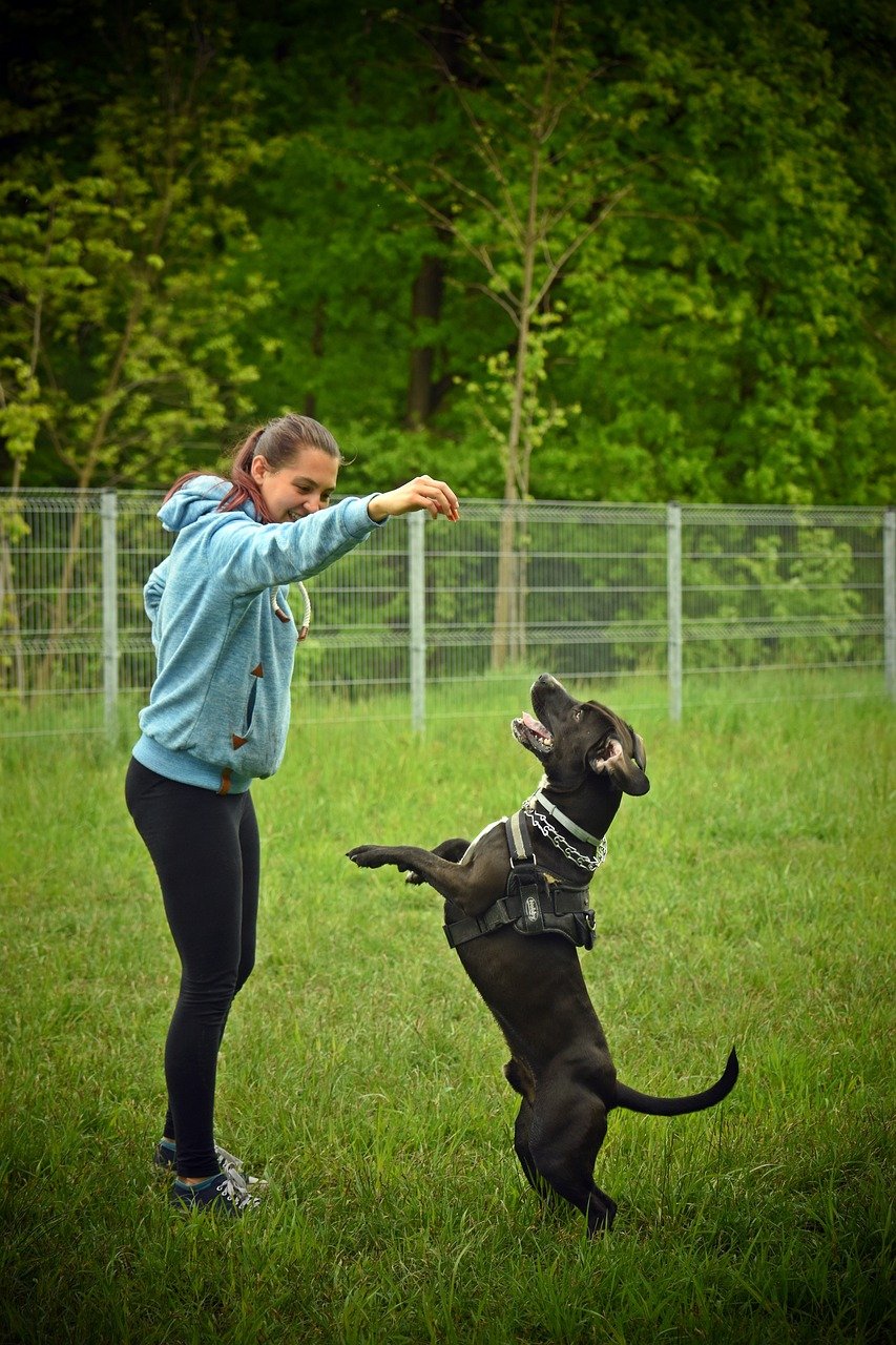 The Power of Positive Reinforcement (image credits: pixabay)