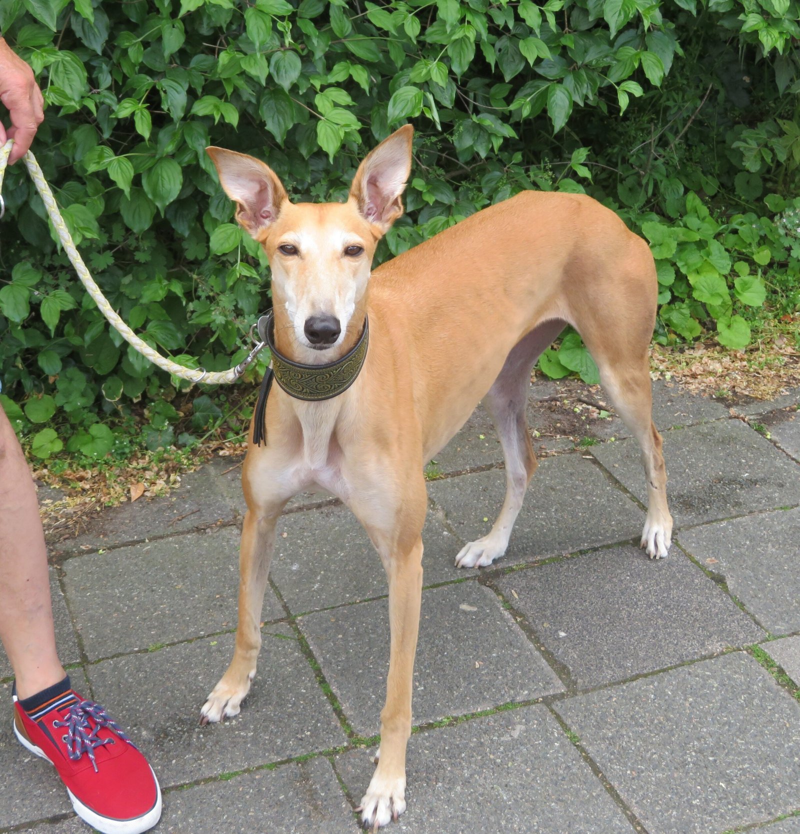 Understanding Canine Emotions (image credits: wikimedia)