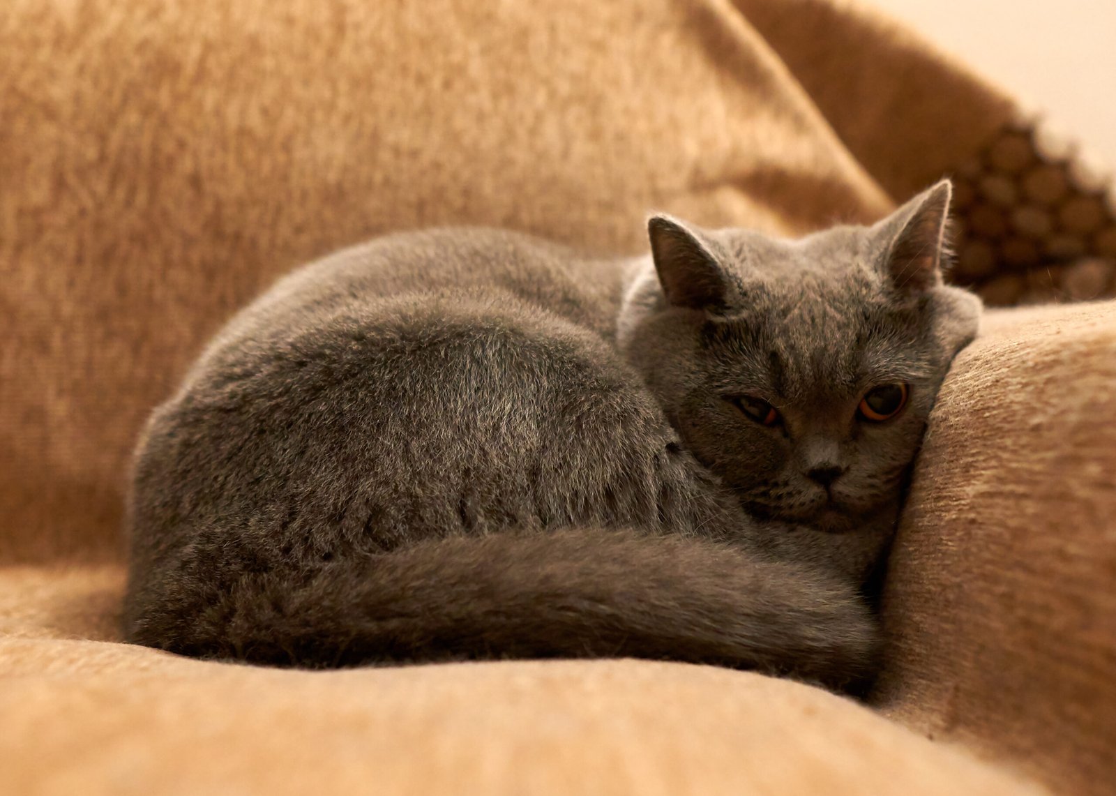 Choose Cat-Friendly Furniture and Fabrics (image credits: wikimedia)