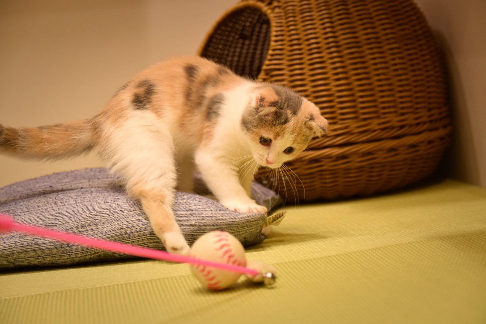 Make Cleaning Fun for You and Your Cat (image credits: wikimedia)