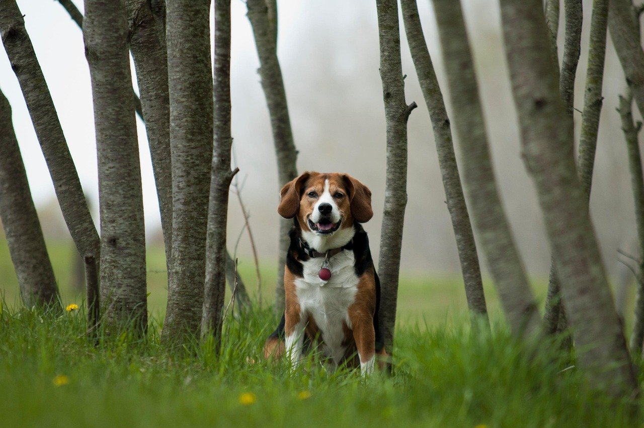 Enrichment Activities: New Adventures Await (image credits: pixabay)