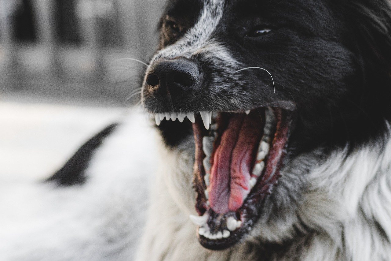 Snapping or Growling (image credits: pixabay)