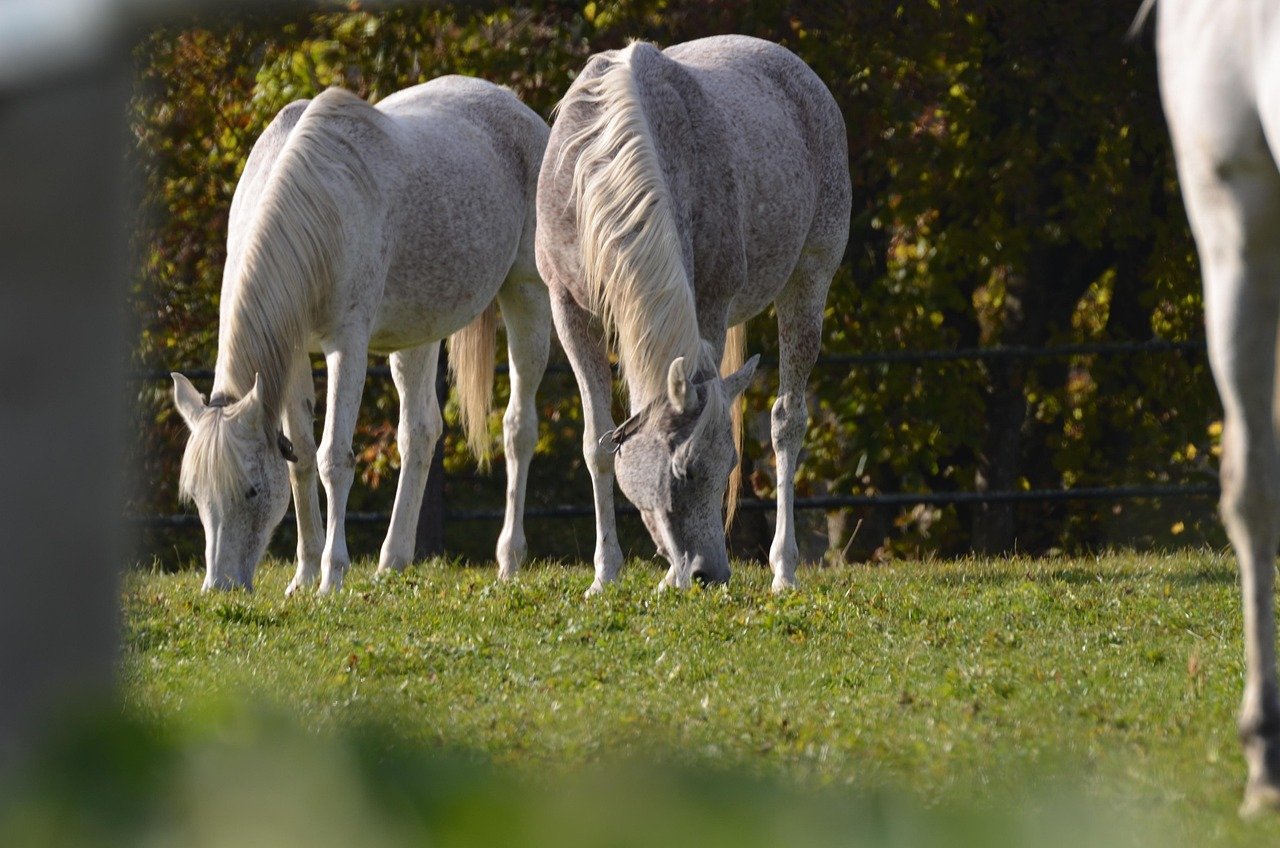 Learning Patience and Presence: Lessons from the Herd (image credits: pixabay)