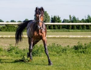 Finding Peace in the Paddock: Why Horses Are Natural Mindfulness Mentors