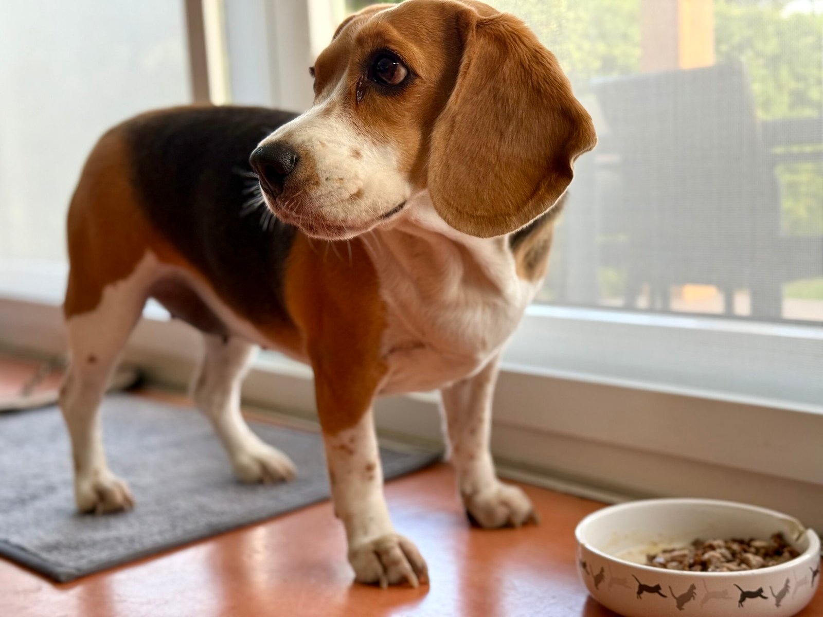 Beagle Challenge #5: Food Obsession and Sneaky Snacking (image credits: wikimedia)