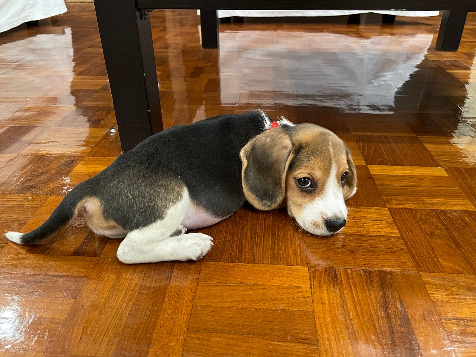Beagle Challenge #6: Separation Anxiety and Clinginess (image credits: wikimedia)