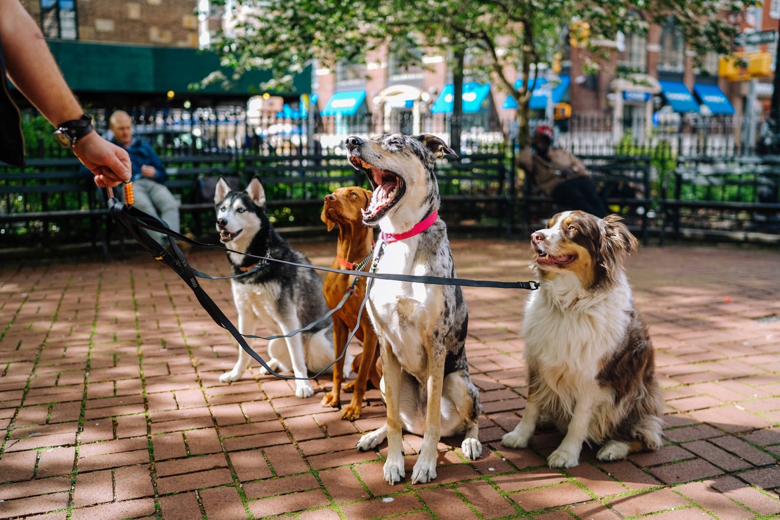 Walking More Than One Dog at a Time (image credits: wikimedia)