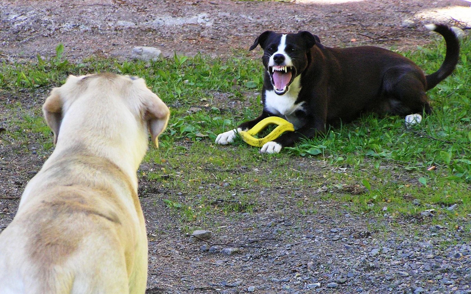 Toy and Resource Guarding (image credits: wikimedia)