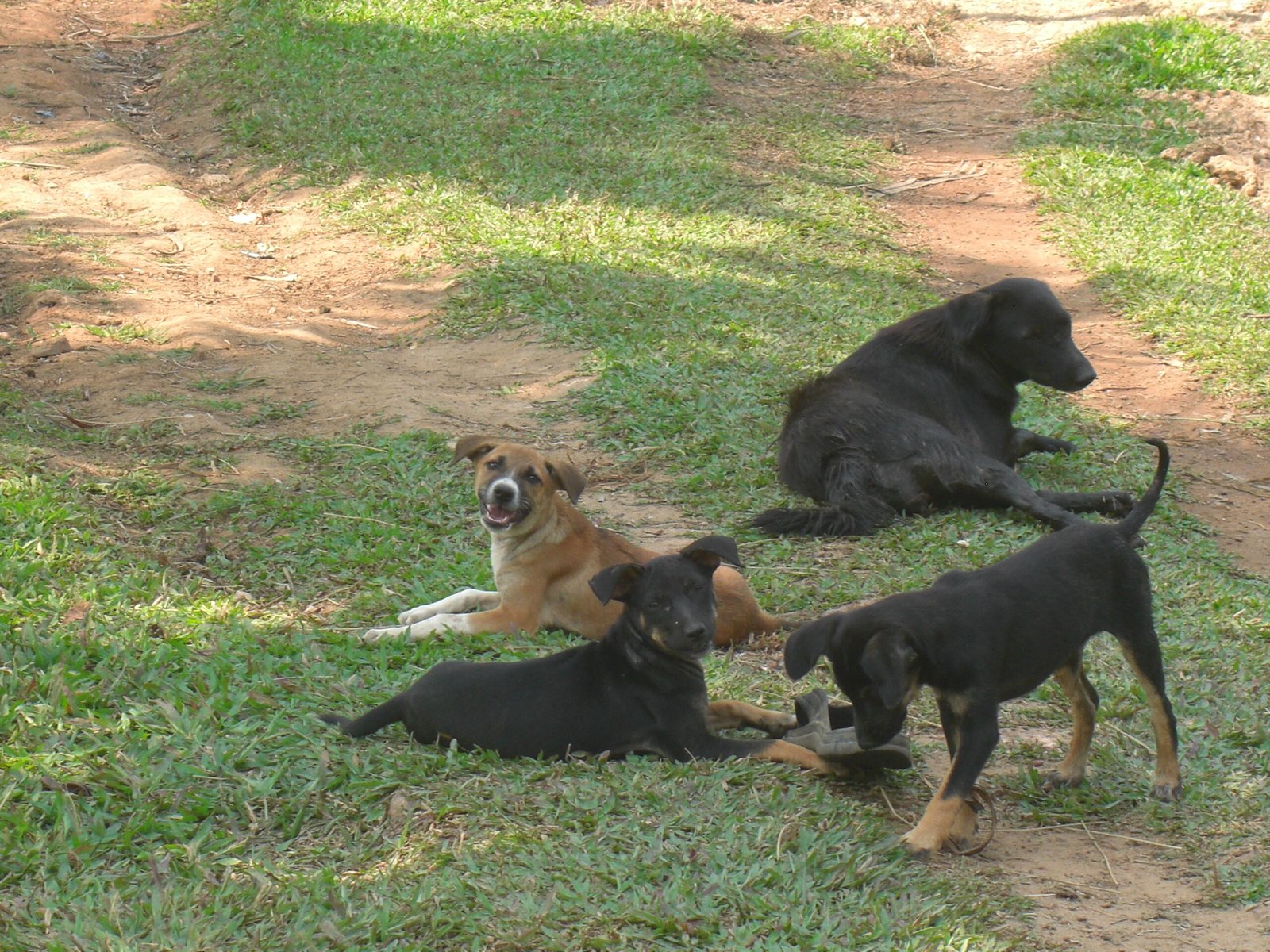 Financial Commitment: More Dogs, More Expenses (image credits: wikimedia)