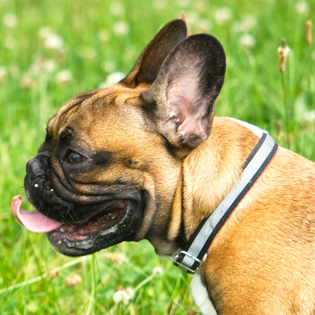 The Role of Humidity: Not Just the Heat, But the Air Itself (image credits: wikimedia)