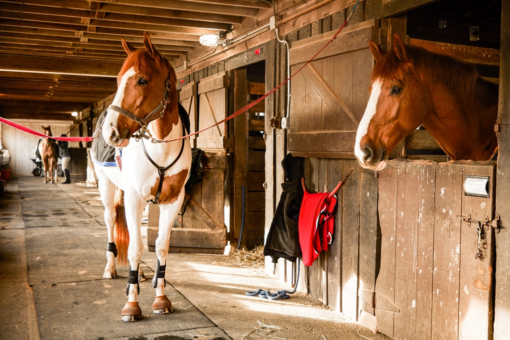7 Things Only People Who Live With Horses Truly Understand