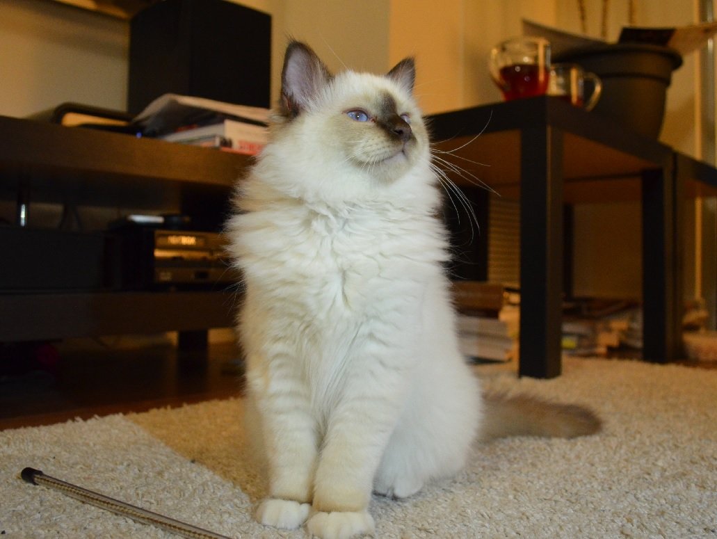 Birman: The Kindred Spirit (image credits: wikimedia)