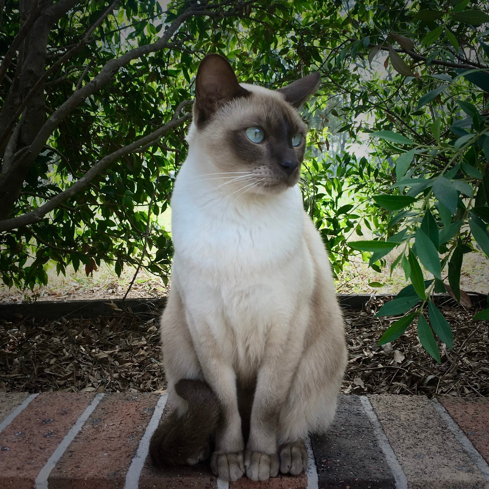 Tonkinese: The Cheerful Companion (image credits: wikimedia)
