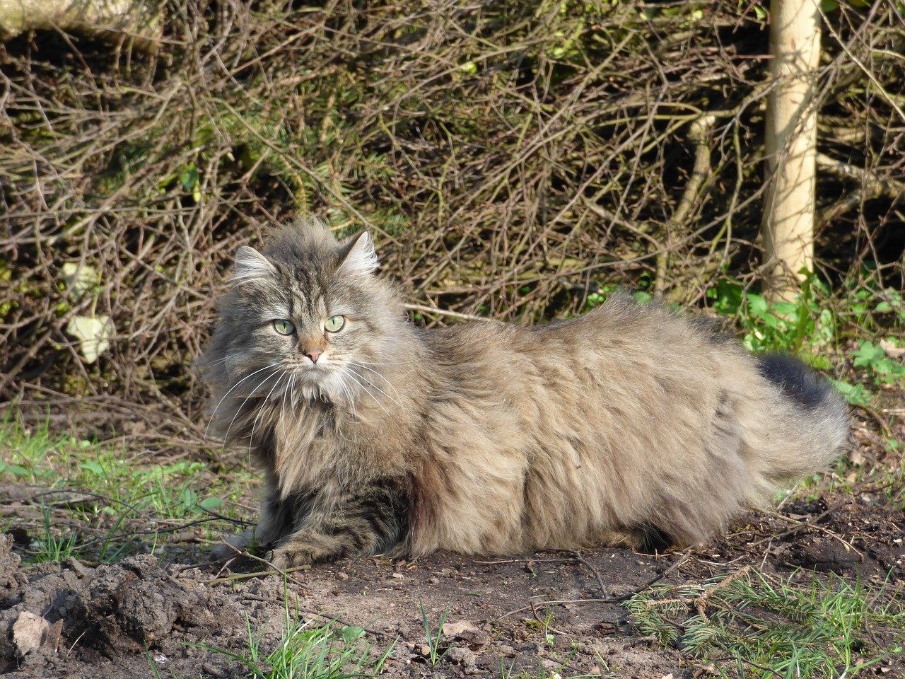 Norwegian Forest Cat: The Patient Companion (image credits: pixabay)