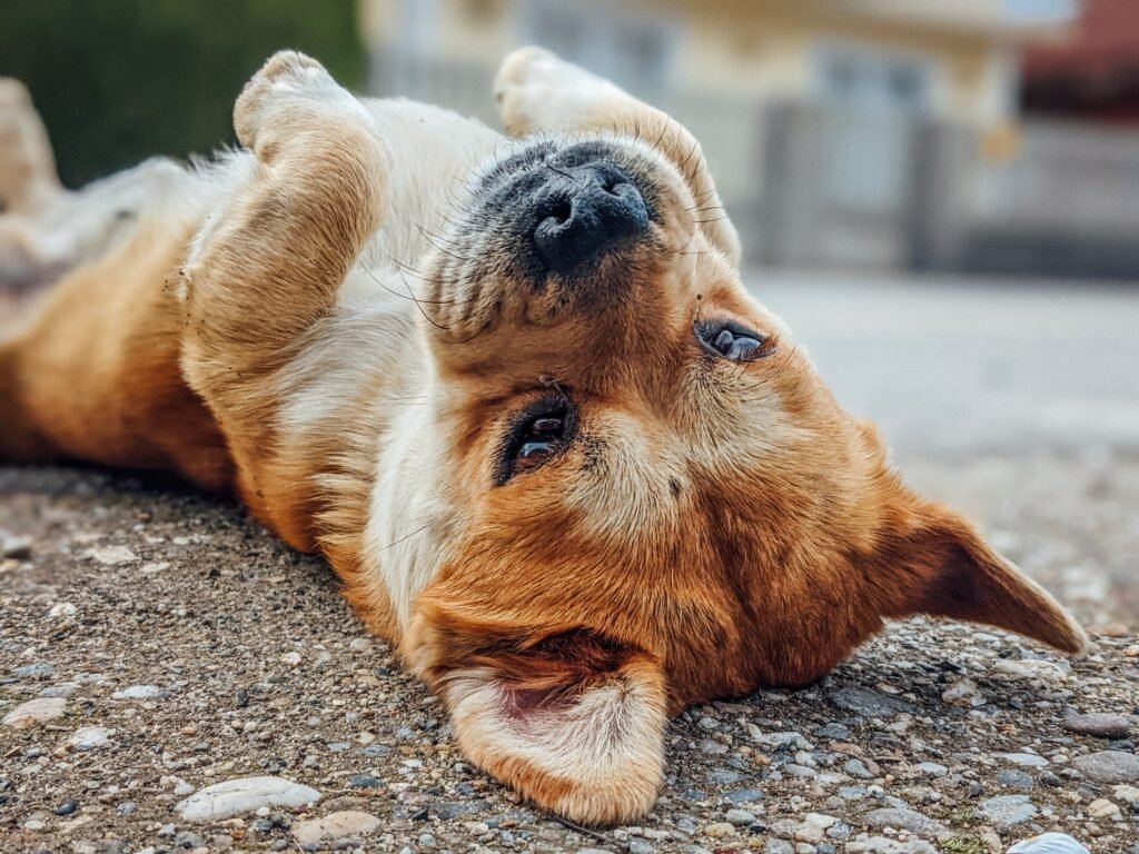 Belly Rubs: The Ultimate Sign of Trust